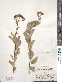 Spiraea betulifolia image