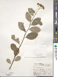 Spiraea betulifolia var. lucida image