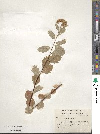 Spiraea betulifolia image