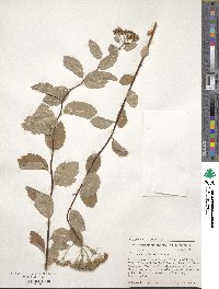 Spiraea betulifolia var. lucida image