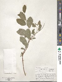 Spiraea betulifolia image