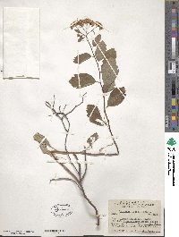 Spiraea betulifolia image