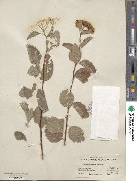 Spiraea betulifolia image