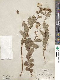 Spiraea betulifolia var. lucida image