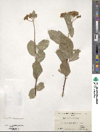 Spiraea betulifolia image