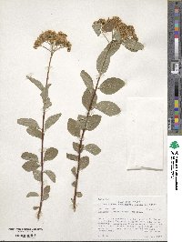 Spiraea betulifolia var. lucida image