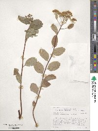 Spiraea betulifolia image