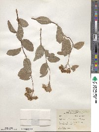 Spiraea betulifolia image