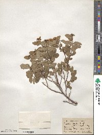 Spiraea betulifolia image