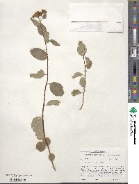 Spiraea betulifolia image