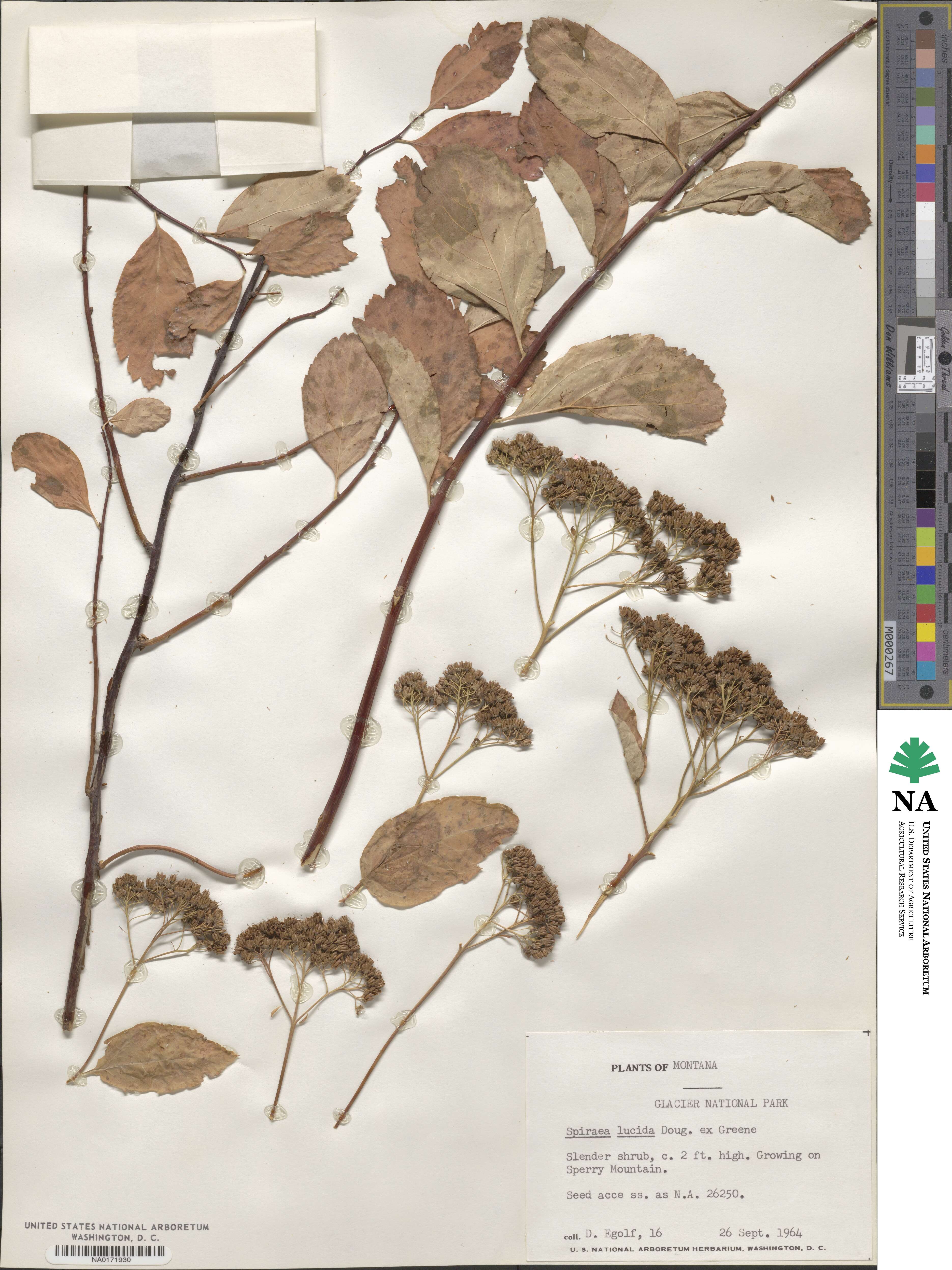 Spiraea betulifolia var. lucida image