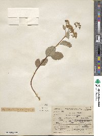 Spiraea betulifolia var. lucida image