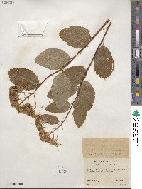 Spiraea betulifolia image