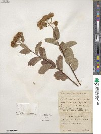 Spiraea betulifolia image