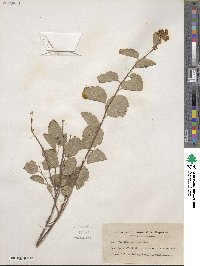 Spiraea betulifolia image