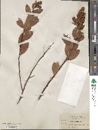 Spiraea douglasii image