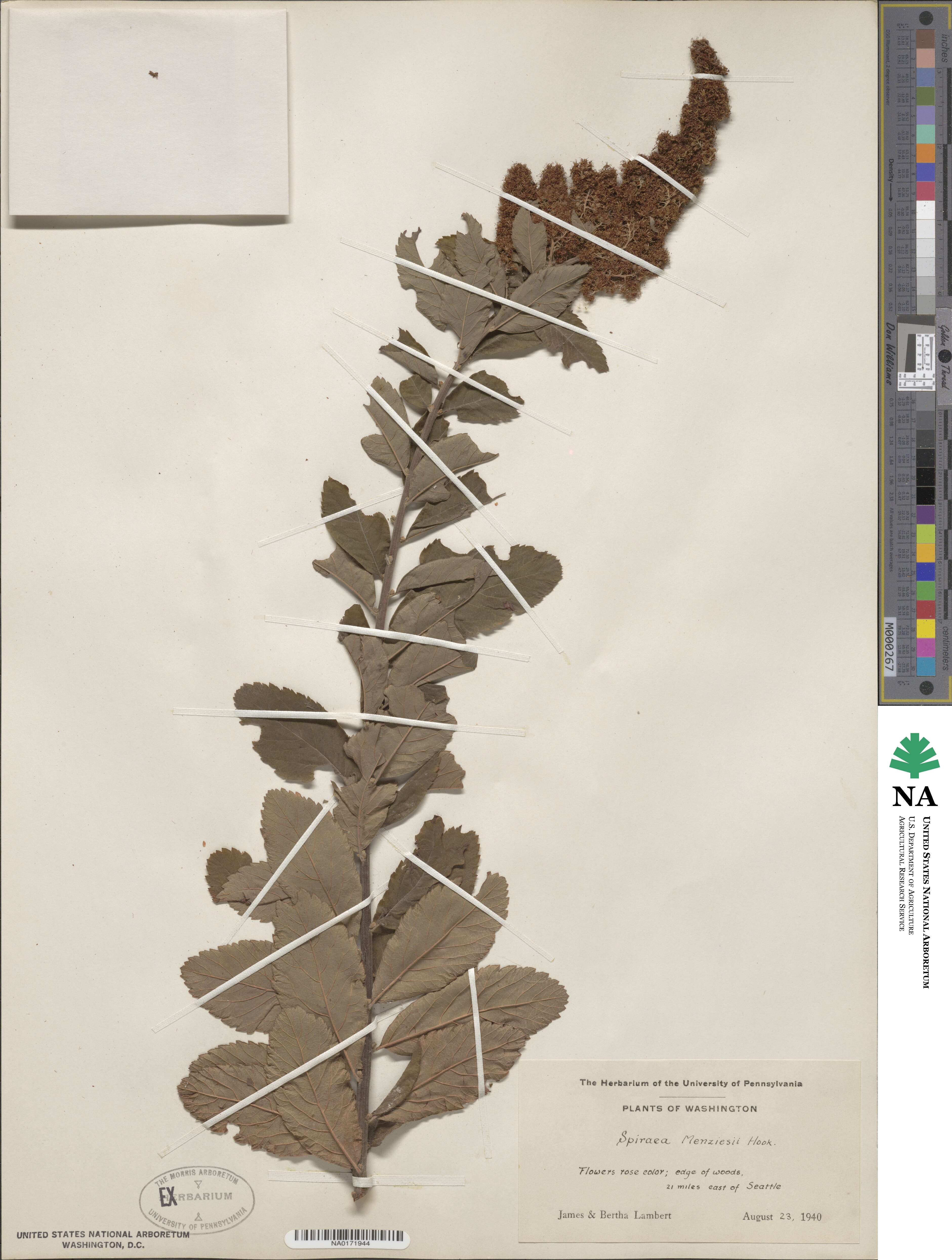 Spiraea douglasii subsp. menziesii image
