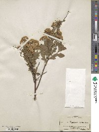 Spiraea media image