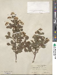 Spiraea prunifolia image