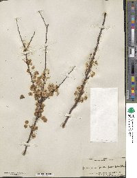 Spiraea prunifolia image