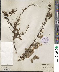 Spiraea pubescens image