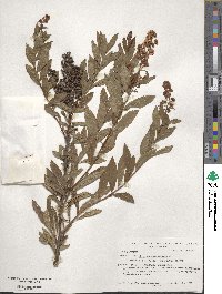 Spiraea salicifolia image