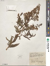 Spiraea salicifolia image