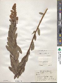 Spiraea salicifolia image