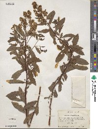 Spiraea salicifolia image