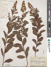 Spiraea salicifolia image