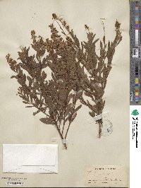 Spiraea salicifolia image