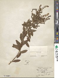 Spiraea salicifolia image