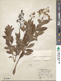 Spiraea salicifolia image