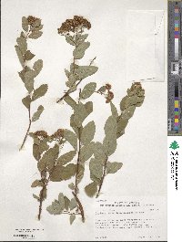 Spiraea splendens image