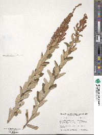 Spiraea tomentosa image