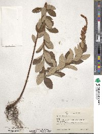 Spiraea tomentosa image