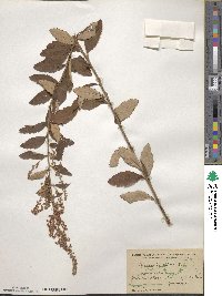 Spiraea tomentosa image