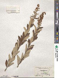 Spiraea tomentosa image