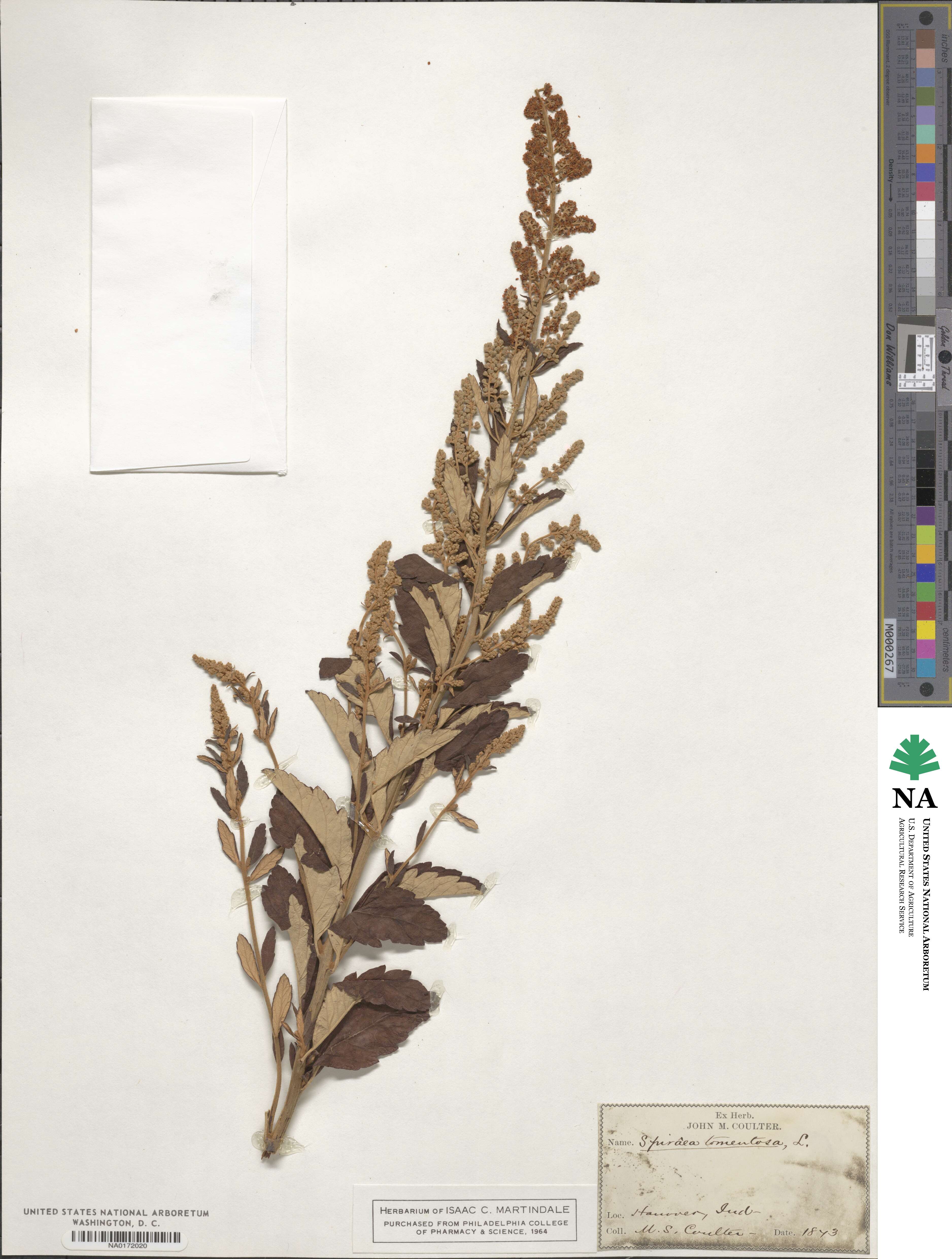 Spiraea tomentosa image