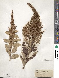 Spiraea tomentosa image