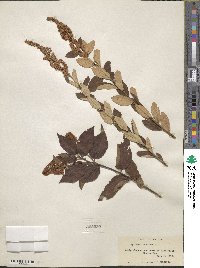 Spiraea tomentosa image