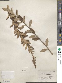 Spiraea tomentosa image