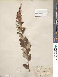 Spiraea tomentosa image