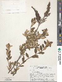 Spiraea tomentosa image