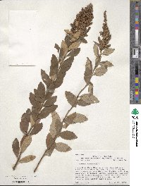 Spiraea tomentosa image