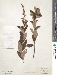 Spiraea tomentosa image