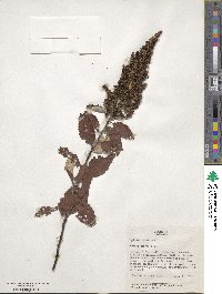 Spiraea tomentosa image