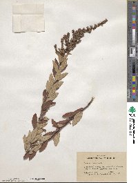 Spiraea tomentosa image