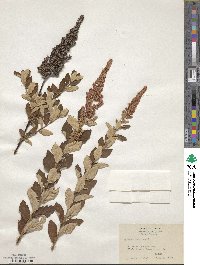 Spiraea tomentosa image