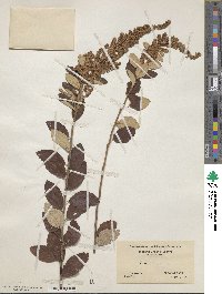 Spiraea tomentosa image